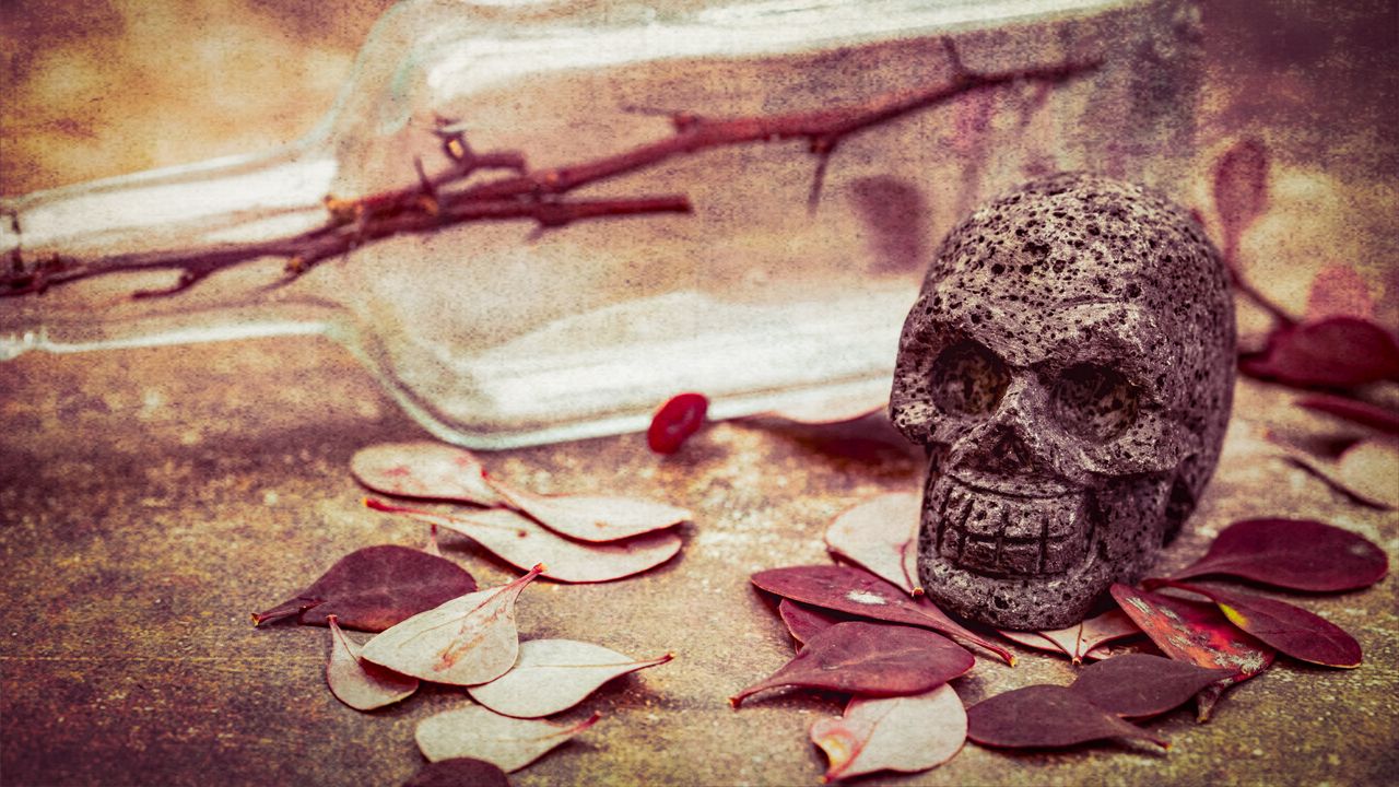 Обои череп, листья, камень, эстетика