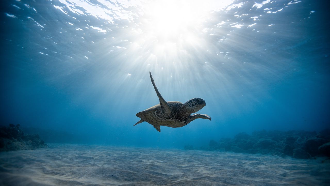 Обои черепа, морская черепаха, подводный мир, плавать, океан