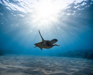 Превью обои черепа, морская черепаха, подводный мир, плавать, океан