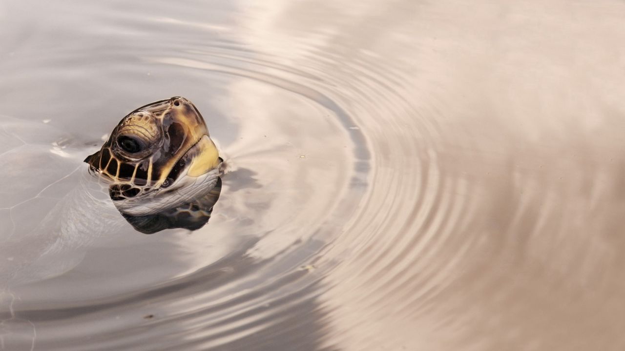 Обои черепаха, голова, вода, поверхность, круги