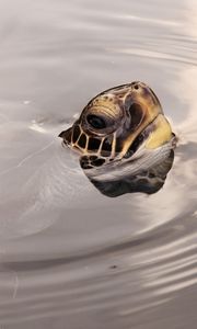 Превью обои черепаха, голова, вода, поверхность, круги