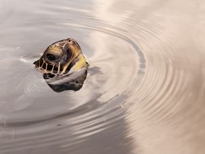 Превью обои черепаха, голова, вода, поверхность, круги
