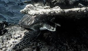 Превью обои черепаха, кораллы, рыбы, вода
