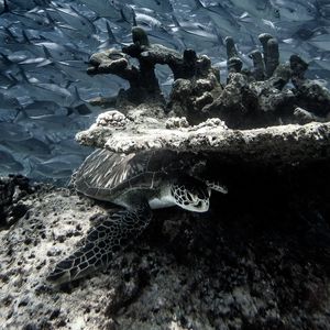 Превью обои черепаха, кораллы, рыбы, вода