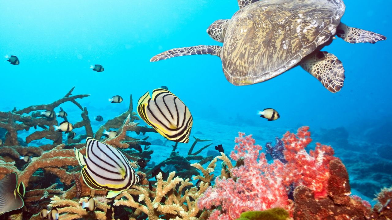 Обои черепаха, море, океан, подводный мир, плавать