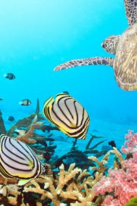 Превью обои черепаха, море, океан, подводный мир, плавать