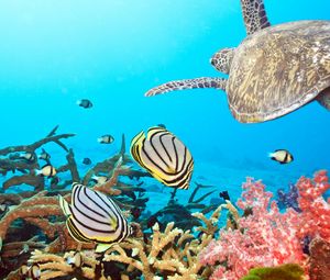 Превью обои черепаха, море, океан, подводный мир, плавать