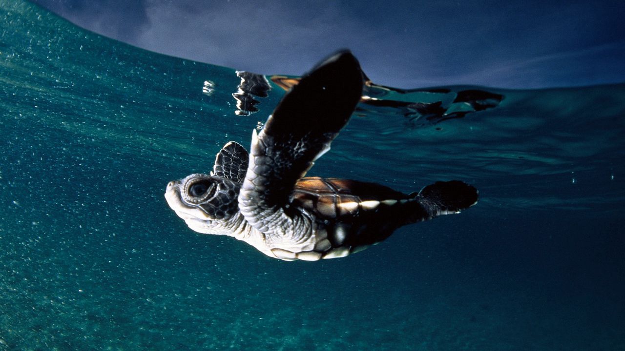Обои черепаха, море, плавать, подводный мир