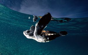 Превью обои черепаха, море, плавать, подводный мир