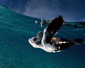 Превью обои черепаха, море, плавать, подводный мир