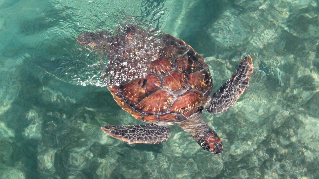 Обои черепаха, море, вода, плавать