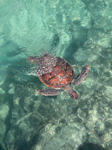 Превью обои черепаха, море, вода, плавать