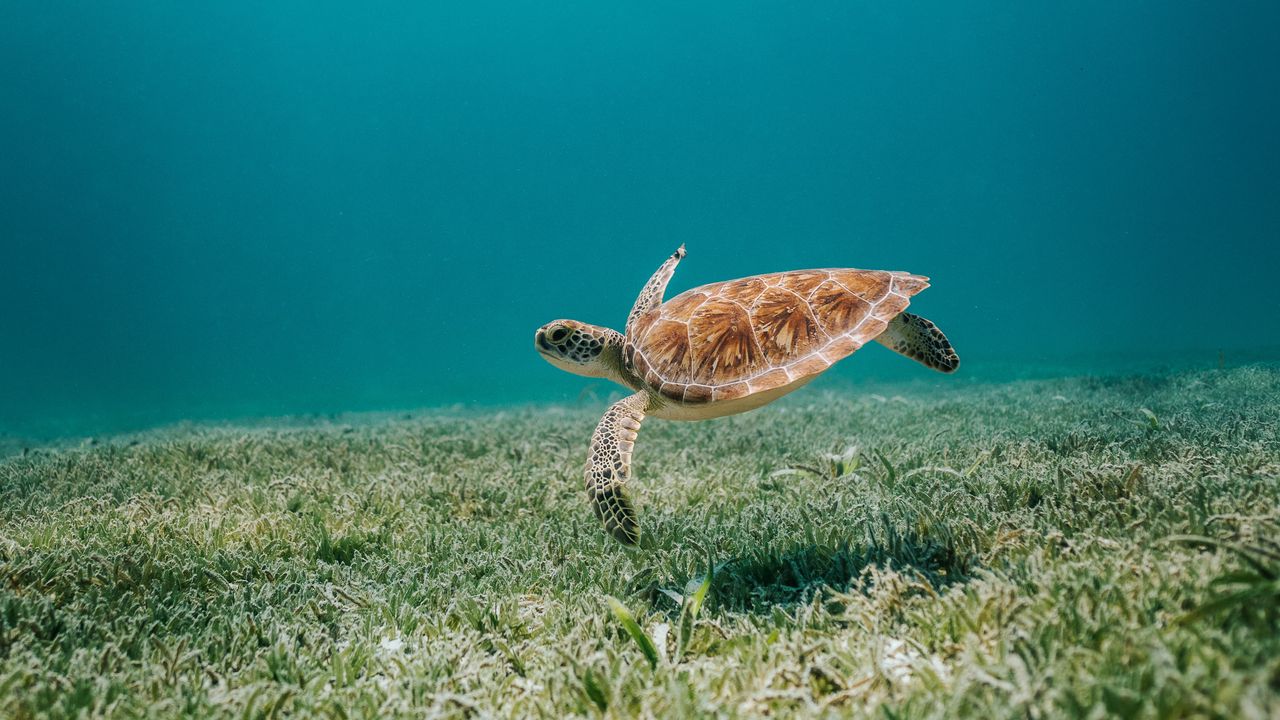Обои черепаха, море, вода, дно, водоросли