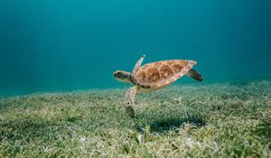 Превью обои черепаха, море, вода, дно, водоросли