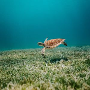 Превью обои черепаха, море, вода, дно, водоросли