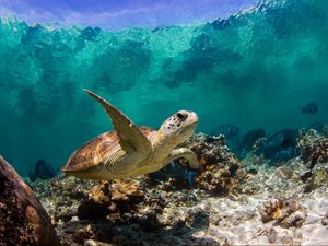 Превью обои черепаха, океан, вода, макро, рыбы, кораллы