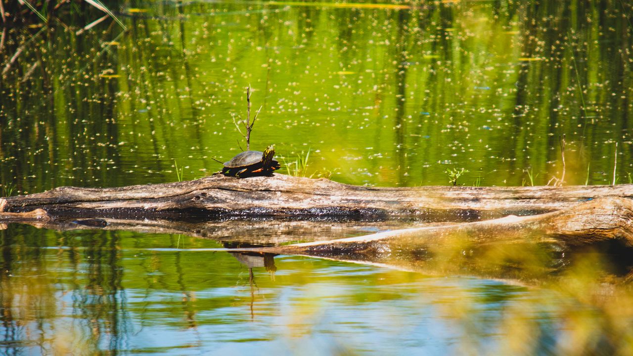 Обои черепаха, озеро, вода, дикая природа