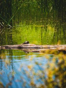 Превью обои черепаха, озеро, вода, дикая природа