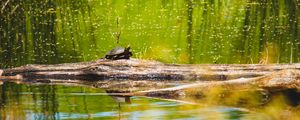 Превью обои черепаха, озеро, вода, дикая природа