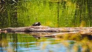 Превью обои черепаха, озеро, вода, дикая природа