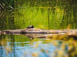 Превью обои черепаха, озеро, вода, дикая природа