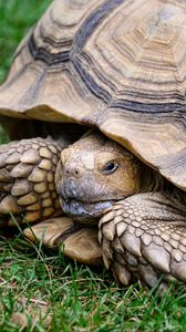 Превью обои черепаха, панцирь, трава, рептилия