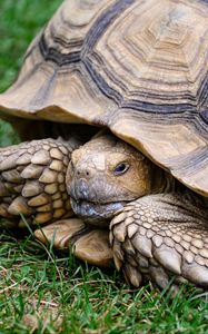 Превью обои черепаха, панцирь, трава, рептилия