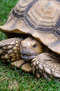Превью обои черепаха, панцирь, трава, рептилия