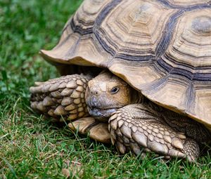 Превью обои черепаха, панцирь, трава, рептилия