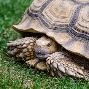 Превью обои черепаха, панцирь, трава, рептилия