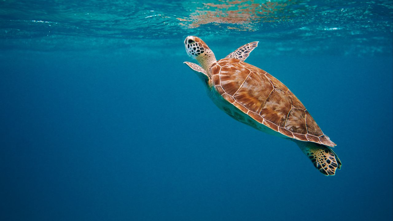 Обои черепаха, панцирь, вода, подводный мир