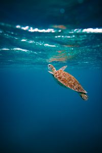 Превью обои черепаха, панцирь, вода, подводный мир