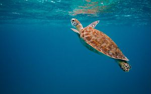 Превью обои черепаха, панцирь, вода, подводный мир