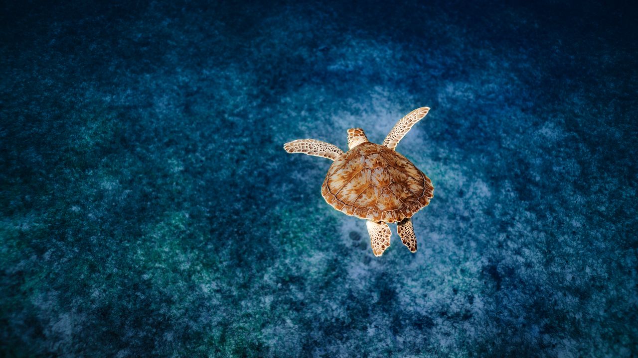 Обои черепаха, панцирь, вода, море