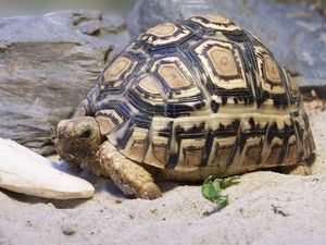 Превью обои черепаха, песок, панцирь, большая