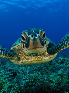 Превью обои черепаха, плавать, панцирь, подводный мир