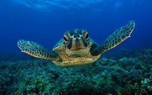 Превью обои черепаха, плавать, панцирь, подводный мир