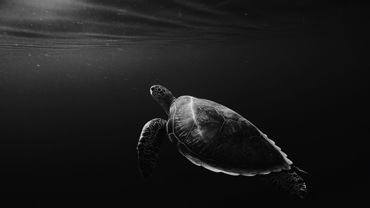 Обои черепаха, под водой, плавать, глубина, чб