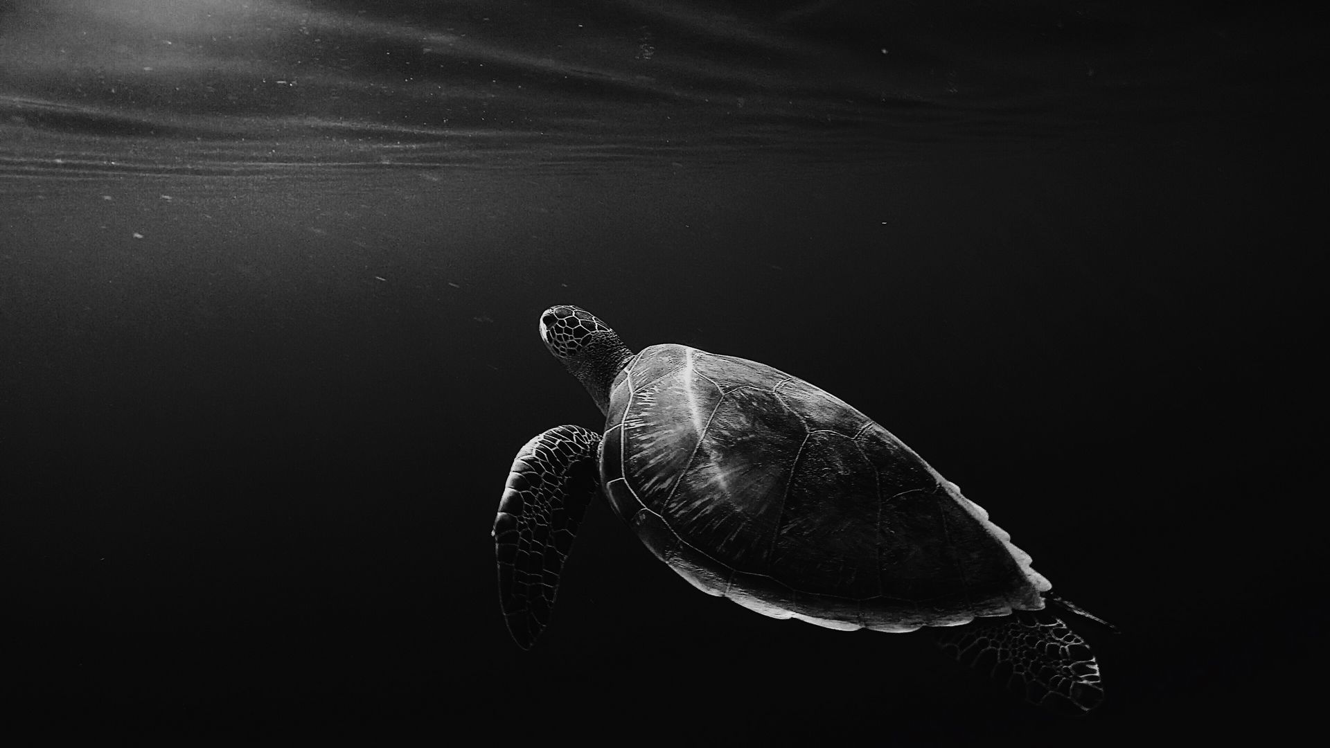 1920x1080 Обои черепаха, под водой, плавать, глубина, чб.