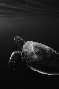 Превью обои черепаха, под водой, плавать, глубина, чб