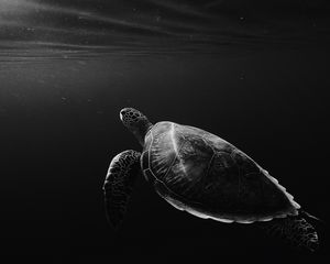 Превью обои черепаха, под водой, плавать, глубина, чб