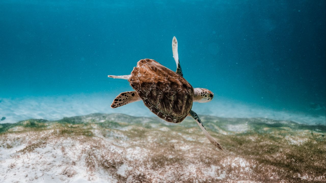 Обои черепаха, под водой, вода, море
