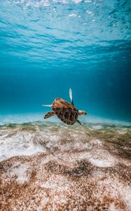 Превью обои черепаха, под водой, вода, море