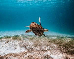 Превью обои черепаха, под водой, вода, море