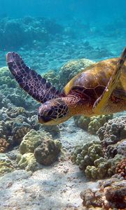 Превью обои черепаха, подводный мир, плавать
