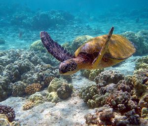 Превью обои черепаха, подводный мир, плавать