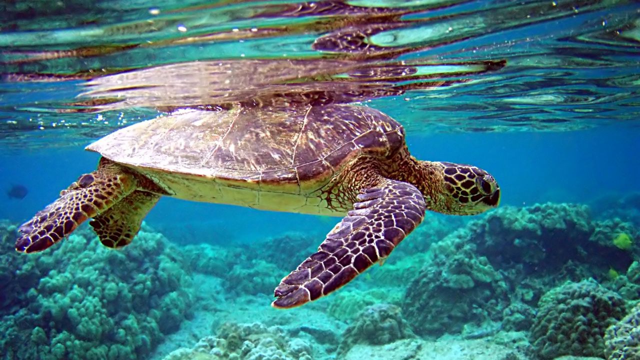 Обои черепаха, подводный мир, плавать, вода