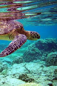 Превью обои черепаха, подводный мир, плавать, вода