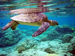 Превью обои черепаха, подводный мир, плавать, вода