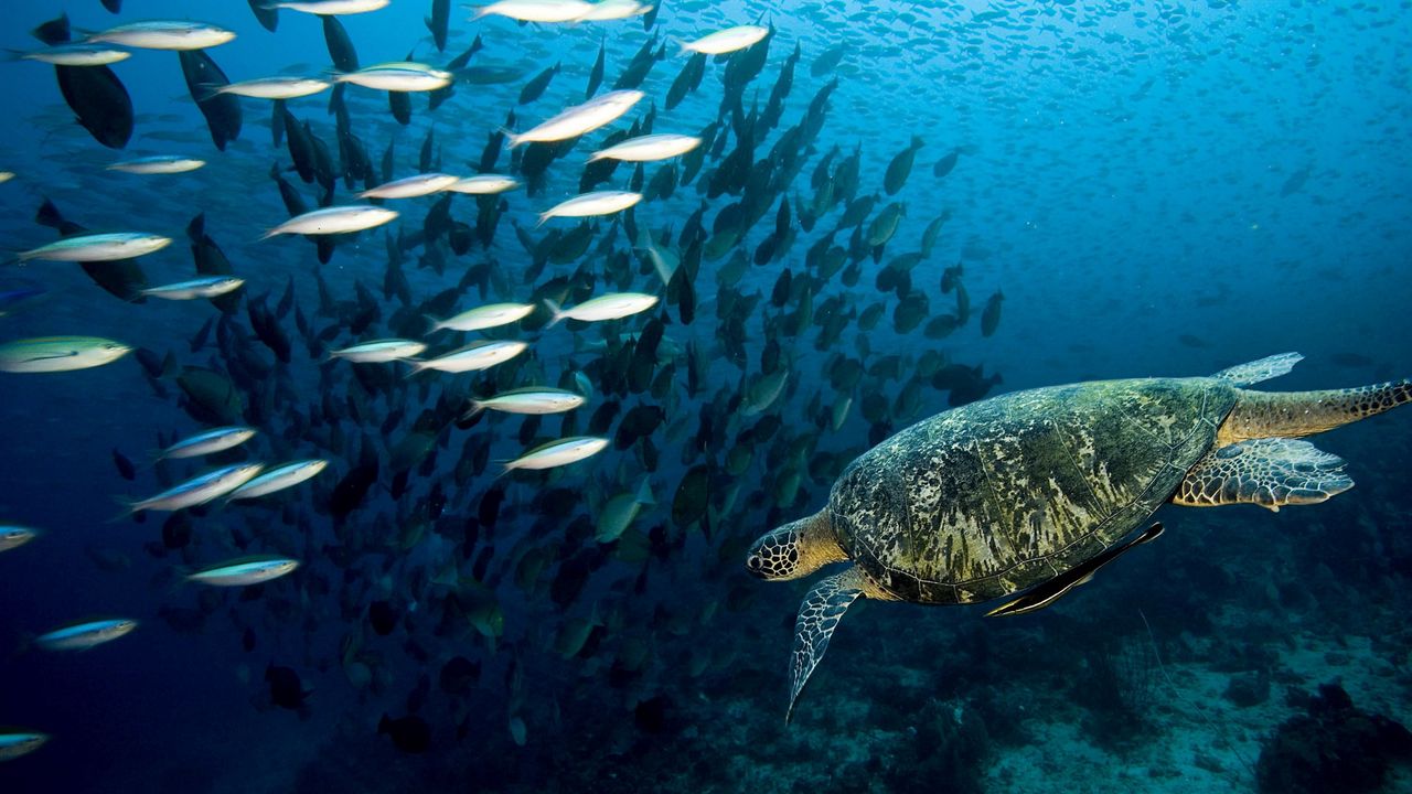 Обои черепаха, подводный мир, плавать, рыбы, море, океан